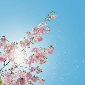 粉嫩Av绯色AV蜜乳AV
